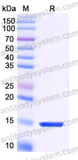 YHB93202, SDS-PAGE