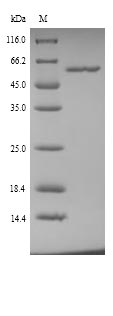 SDS-PAGE