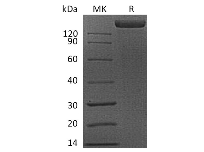 Валидация Elabscience PKSH033445(3767)