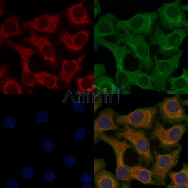 Валидация Affinity DF5088 - 17010