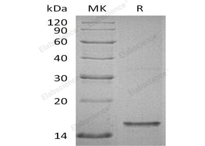 Валидация Elabscience PKSH032757(3182)