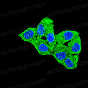 Валидация IF - AntibodySystem RHJ51001