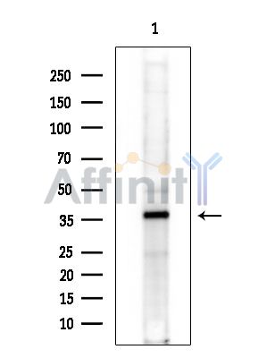 Валидация Affinity DF15937 - 12448