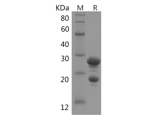 Валидация Elabscience PDEH100756(200)