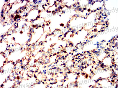 Валидация AntibodySystem RHG13208 (2853)