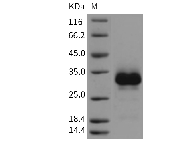 Валидация Elabscience PKSR030344(5685)