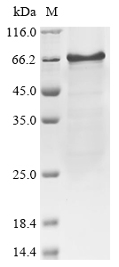 SDS-PAGE