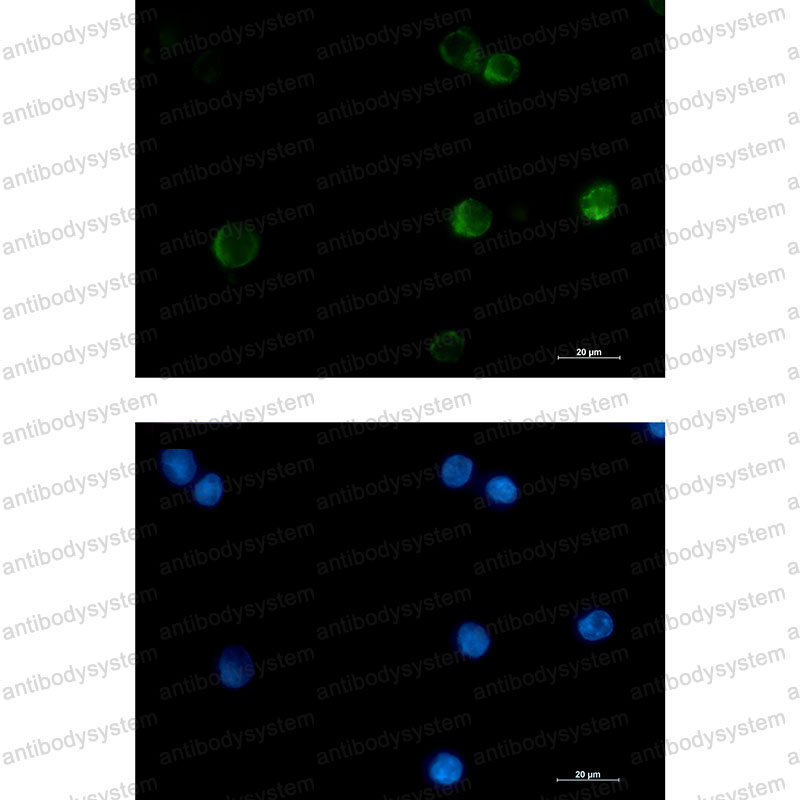Валидация IF - AntibodySystem RHF80802