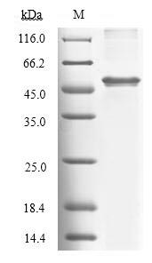 SDS-PAGE