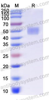 EHF97101, SDS-PAGE