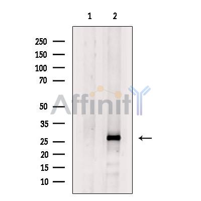 Валидация Affinity AF5409 - 3056