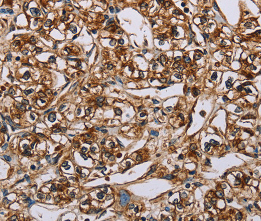 Валидация Elabscience E-AB-13093