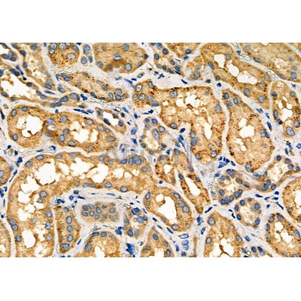 Валидация Affinity DF8684 - 20657