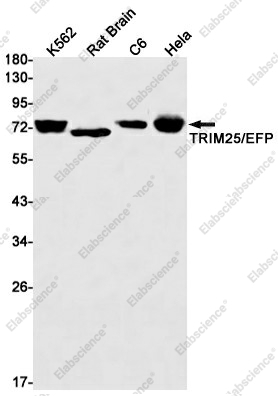 Вестерн-блоттинг, TRIM25/EFP, клетки K562, ткань мозга крысы, клетки C6, клетки HeLa