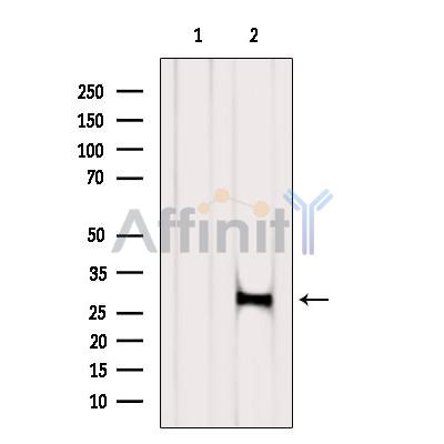 Валидация Affinity DF6266 - 17561