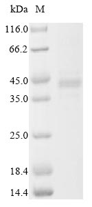 SDS-PAGE
