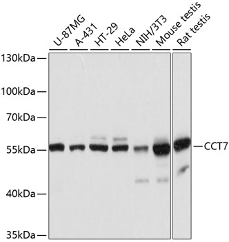 Валидация Elabscience E-AB-63635
