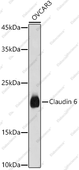 Вестерн-блоттинг, Claudin 6, клетки OVCAR3