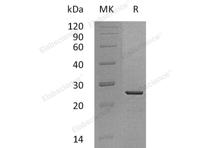 Валидация Elabscience PKSH032546(3002)