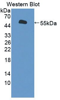 53173