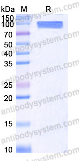 AHB86902, SDS-PAGE