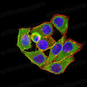 Валидация IF - AntibodySystem RHN96202