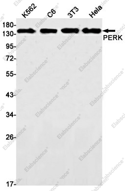 Вестерн-блоттинг, PERK, клетки K562, C6, 3T3, HeLa