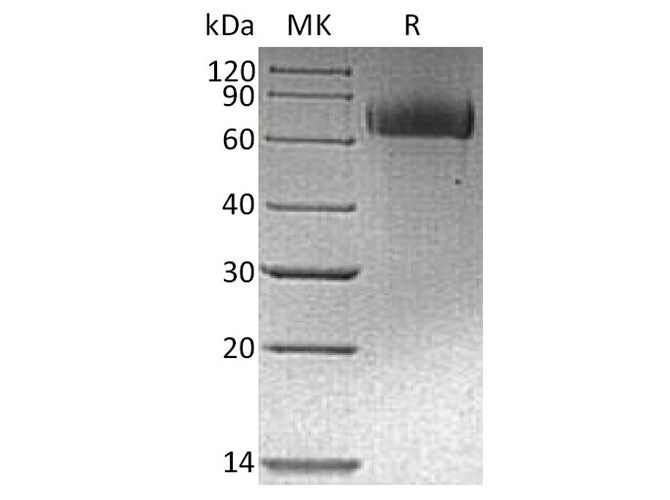 Валидация Elabscience PKSH033802(4073)