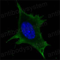 Валидация IF - AntibodySystem RHD75202 (706)