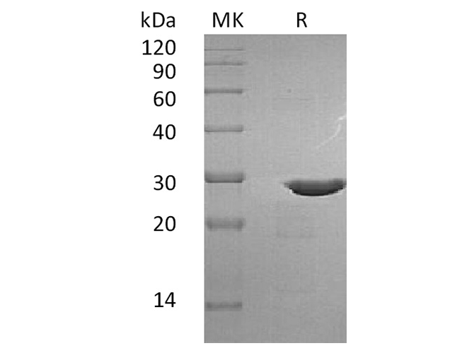 Валидация Elabscience PKSH033559(3857)