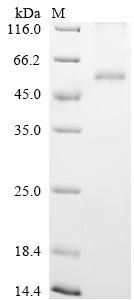 SDS-PAGE