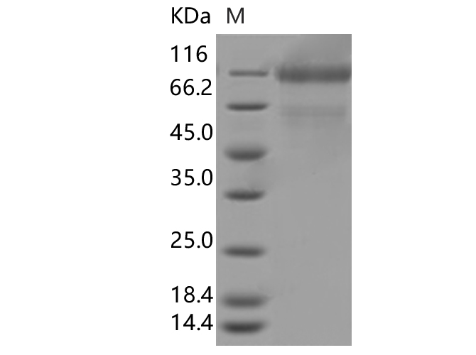 Валидация Elabscience PKSV030377(6115)