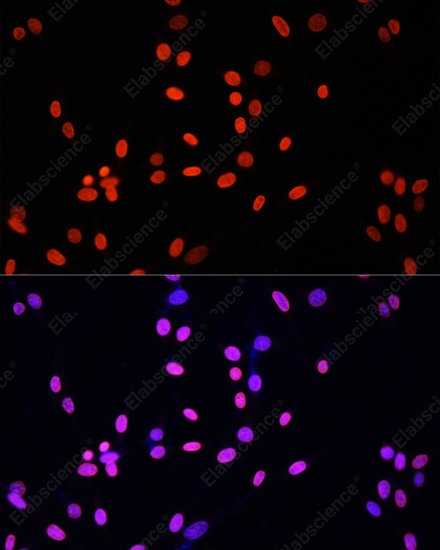 Иммунофлуоресценция, Histone H4, клетки NIH/3T3
