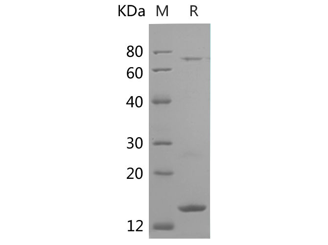Валидация Elabscience PDEH100855(291)