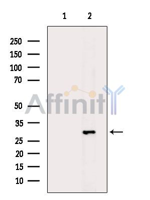 Валидация Affinity DF14750 - 10833