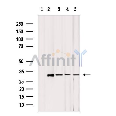 Валидация Affinity DF9104 - 21407