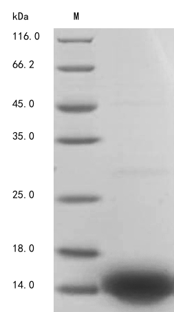 SDS-PAGE