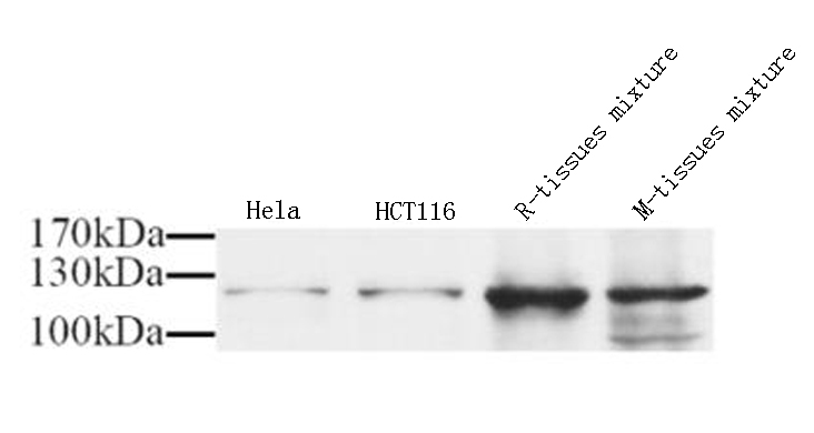 Валидация Elabscience E-AB-70035
