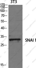 Вестерн-блоттинг, SNAI1, клетки 3T3