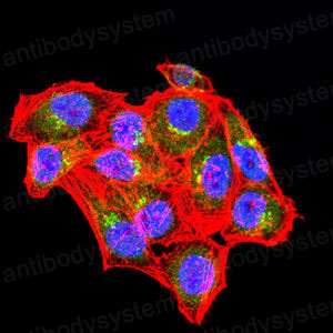 Валидация IF - AntibodySystem RHB67102