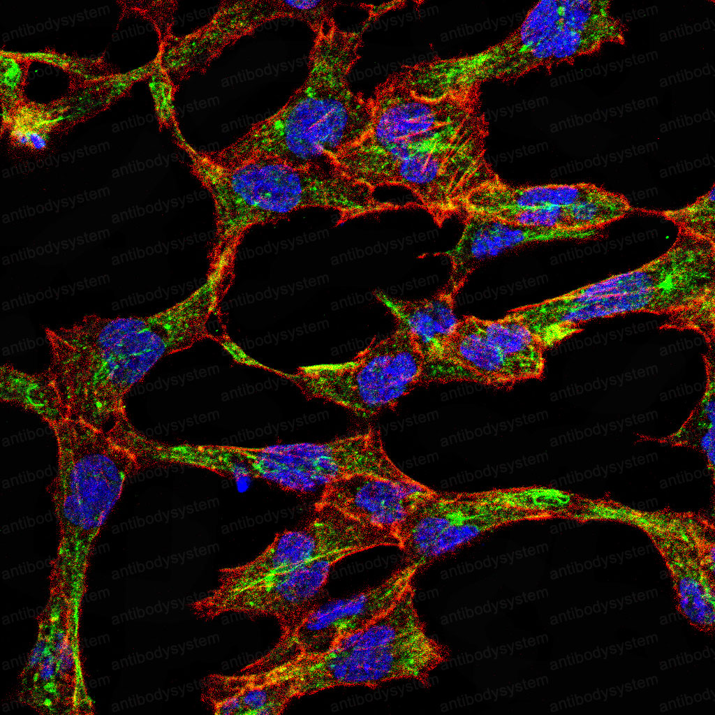 Валидация IF - AntibodySystem RHB94406 (209)