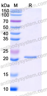YHE51501, SDS-PAGE
