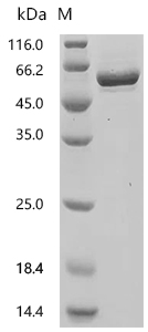 SDS-PAGE