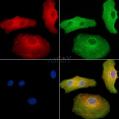 Валидация Affinity DF8996 - 21204