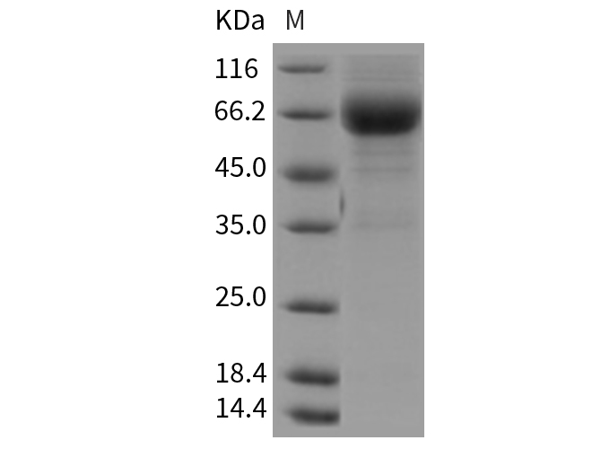 Валидация Elabscience PKSR030341(5682)