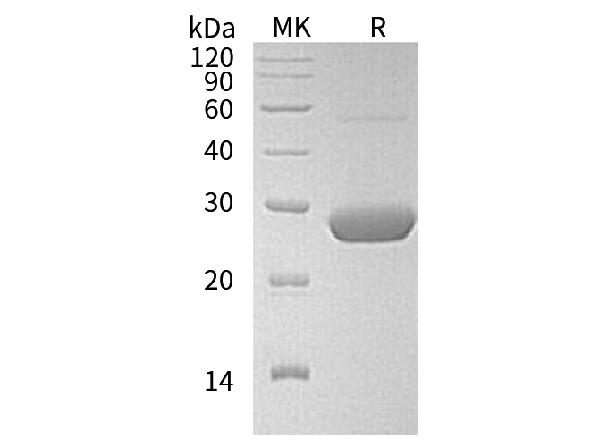 Валидация Elabscience PKSH033332(3663)
