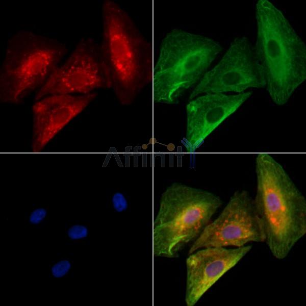 Валидация Affinity DF8946 - 21111