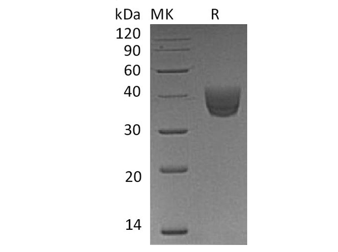 Валидация Elabscience PKSH033776(4048)