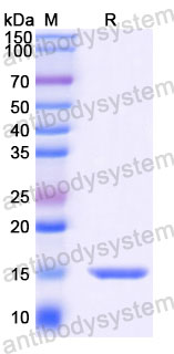 Валидация SDS-PAGE - AntibodySystem RXX00901