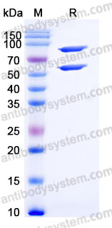 EHD74601, SDS-PAGE